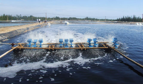 Chàng trai bị máy sục khí nuôi tôm nghiến đứt tinh hoàn