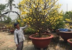 'Mai Tết 2018 dù có tăng giá cũng không bù được thiệt hại của nhà vườn'