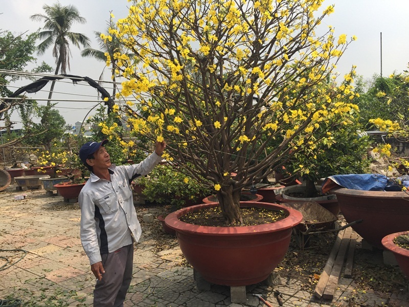 'Mai Tết 2018 dù có tăng giá cũng không bù được thiệt hại của nhà vườn'