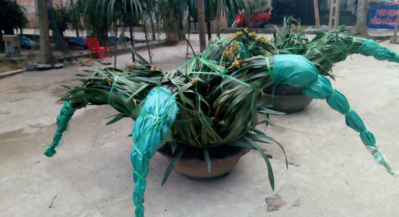 {title} Chậu lan xanh ngọc huyền thoại: Cho thuê để ngắm 100 triệu/tháng