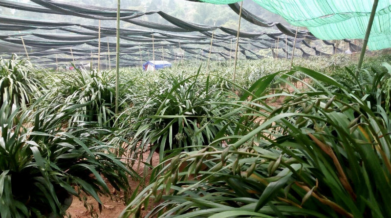 {title} lan trần mộng, thị trường tết, hoa tết
