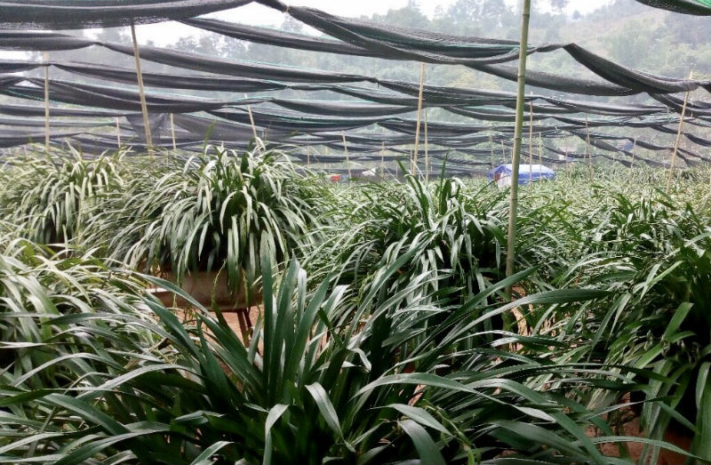 {title} lan trần mộng, thị trường tết, hoa tết