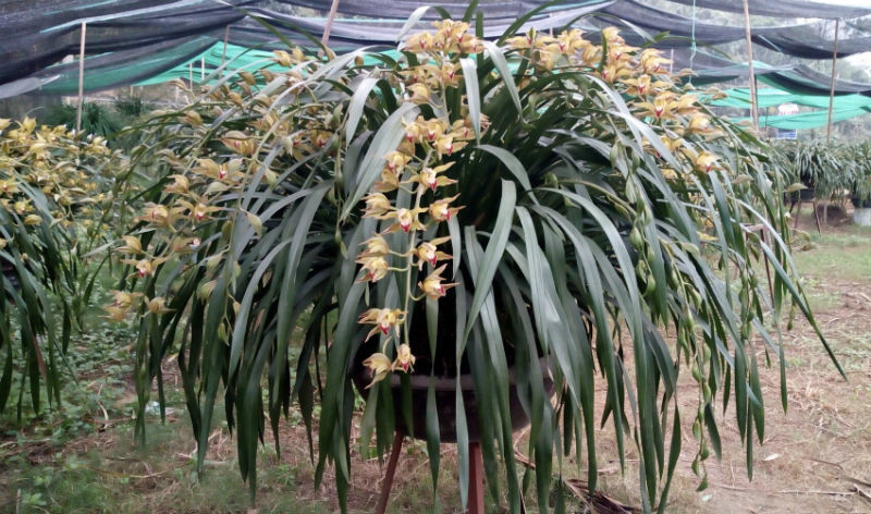 {title} Chậu lan xanh ngọc huyền thoại: Cho thuê để ngắm 100 triệu/tháng