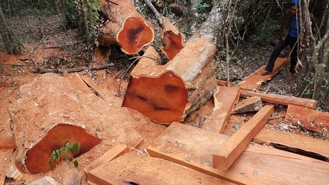 Gỗ quý VQG bị triệt hạ tại vùng cấm vành đai biên giới