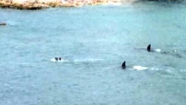 Khoảnh khắc đứng tim, cá voi sát thủ áp sát 2 đứa trẻ