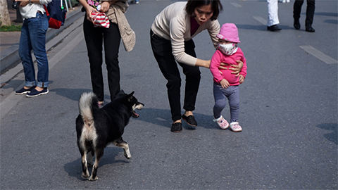Hà Nội: Nuôi chó phải đăng ký với chính quyền