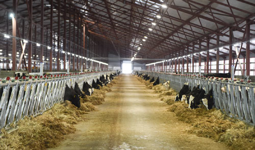 TH true MILK và những bước thần tốc tại Liên bang Nga