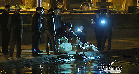 12 con thiên nga ở hồ Gươm bị bắt lại trong đêm