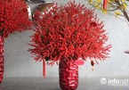 Đại gia chi 100 triệu chơi hoa mai Mỹ, đông đào đỏ nhập từ Hà Lan