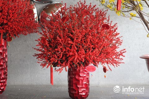 Đại gia chi 100 triệu chơi hoa mai Mỹ, đông đào đỏ nhập từ Hà Lan