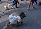 Chó cảnh diện thời trang 'sang chảnh' tung tăng dạo phố