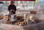 Đột nhập chợ thịt chó Hàn Quốc muốn giấu thế giới
