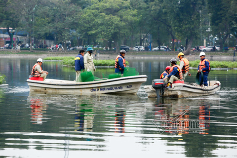 Quây lưới nhốt thiên nga