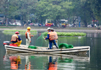 Quây lưới 'nhốt' thiên nga giữa hồ tránh bị chọc ghẹo