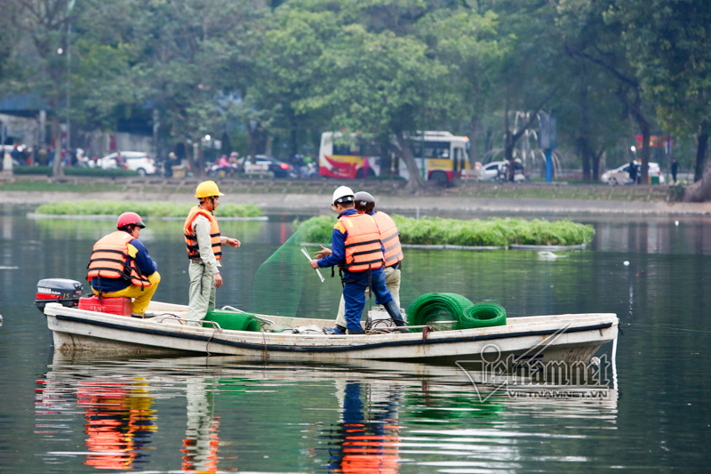 Quây lưới 'nhốt' thiên nga giữa hồ tránh bị chọc ghẹo