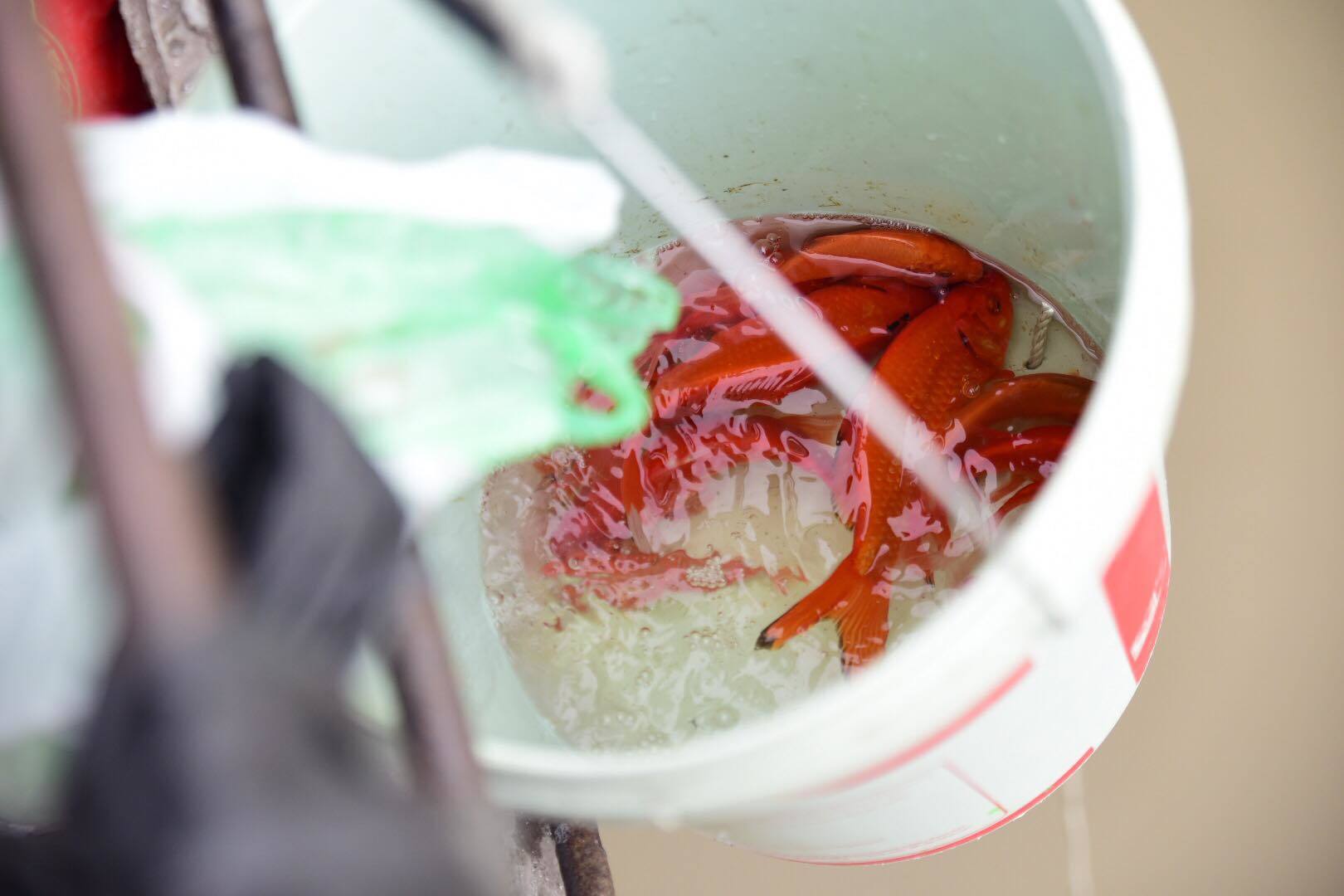 {title} Ngày ông Táo, người dân tranh thủ thả cá trên đường đi làm