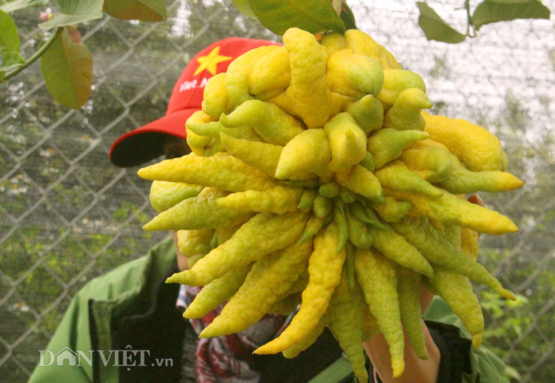 'Dung nhan' trái phật thủ Thịnh-Suy-Bĩ-Thái chục triệu không bán