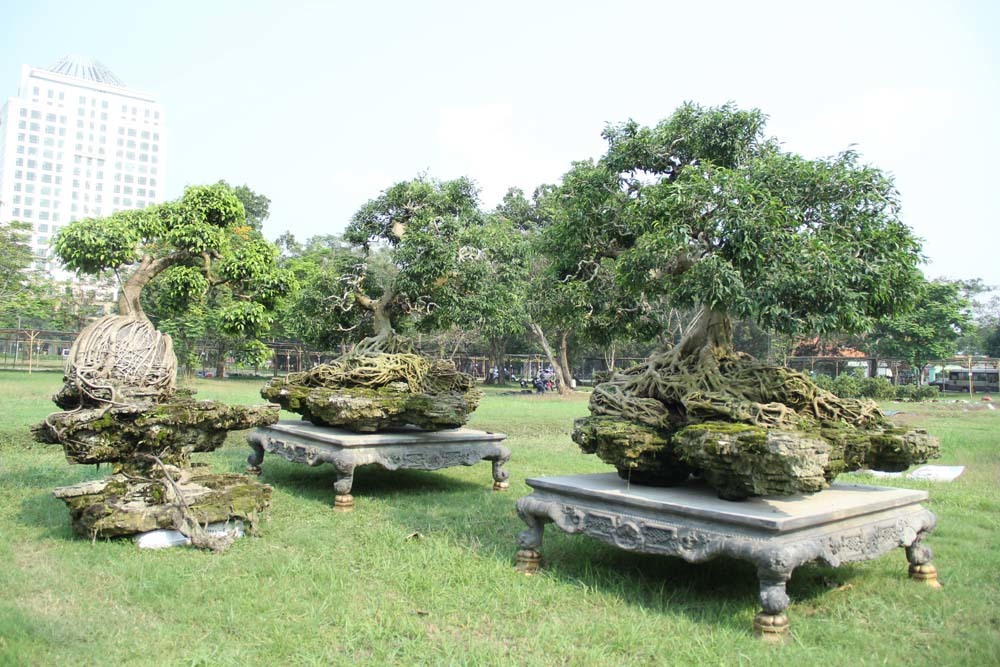 {title} Cổ thụ giá 4 tỷ ở 'chợ hoa nhà giàu' Sài Gòn ngày cận Tết