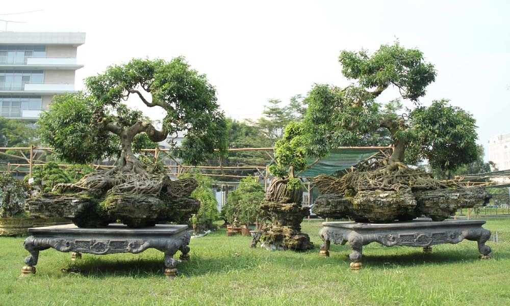 {title} Cổ thụ giá 4 tỷ ở 'chợ hoa nhà giàu' Sài Gòn ngày cận Tết