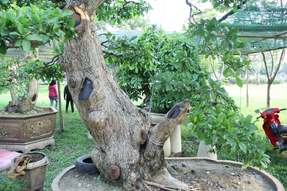{title} Cổ thụ giá 4 tỷ ở 'chợ hoa nhà giàu' Sài Gòn ngày cận Tết