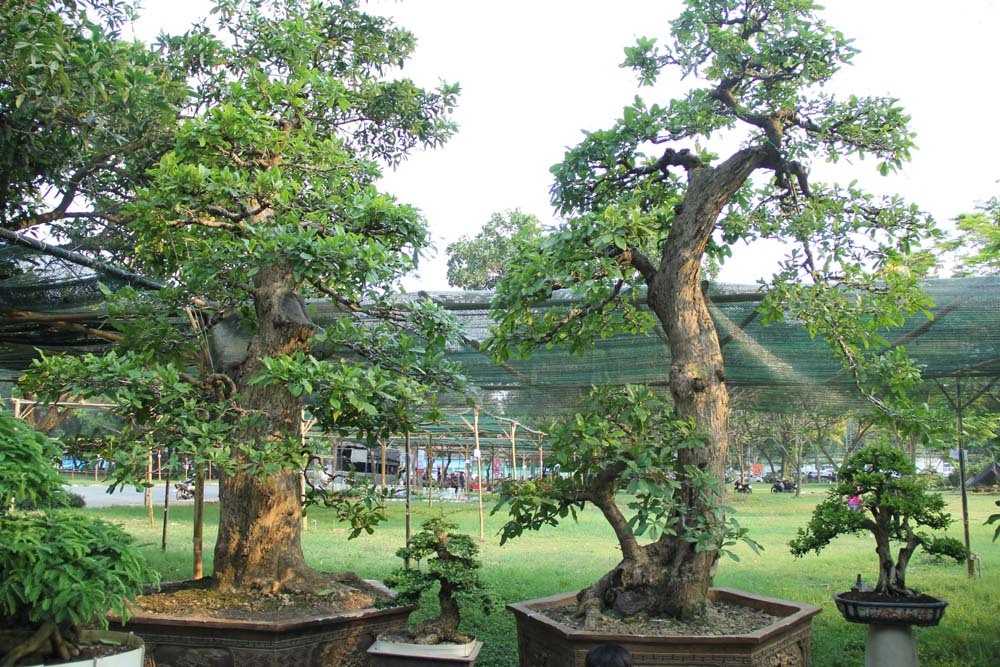 {title} Cổ thụ giá 4 tỷ ở 'chợ hoa nhà giàu' Sài Gòn ngày cận Tết
