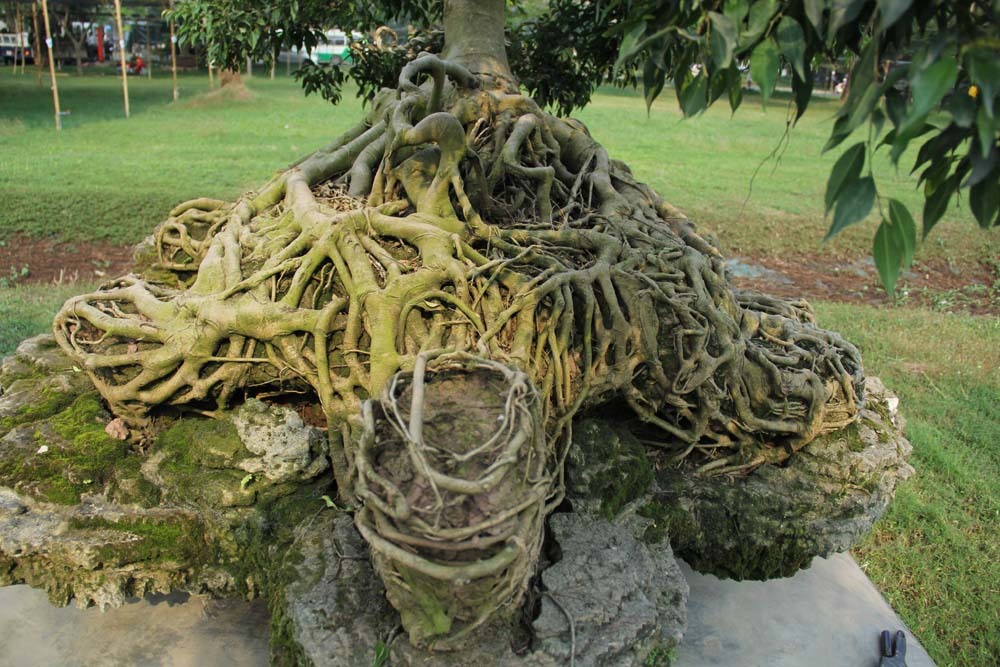 {title} Cổ thụ giá 4 tỷ ở 'chợ hoa nhà giàu' Sài Gòn ngày cận Tết