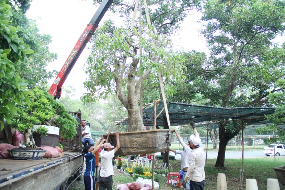 {title} Cổ thụ giá 4 tỷ ở 'chợ hoa nhà giàu' Sài Gòn ngày cận Tết
