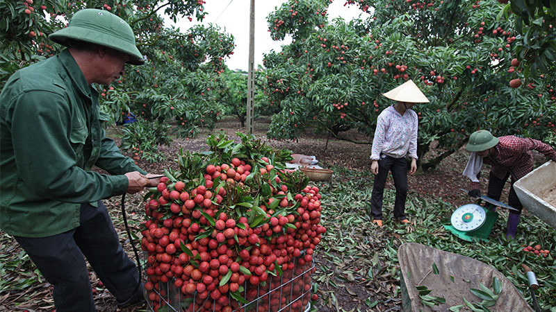 Trồng 2 cây vải trúng đậm vàng ròng, cả làng mua Dream Thái