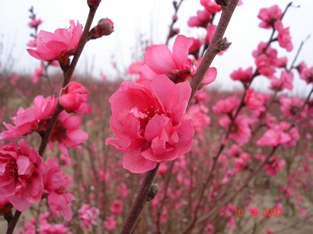 Hoa đào ngày Tết: Hoa đào được coi là loài hoa đẹp nhất trong ngày Tết tại Việt Nam. Hãy ngắm nhìn hình ảnh hoa đào ngày Tết để cảm nhận sự sinh động, tươi mới và ấn tượng của nó trong khoảnh khắc đón giao thừa tưng bừng.