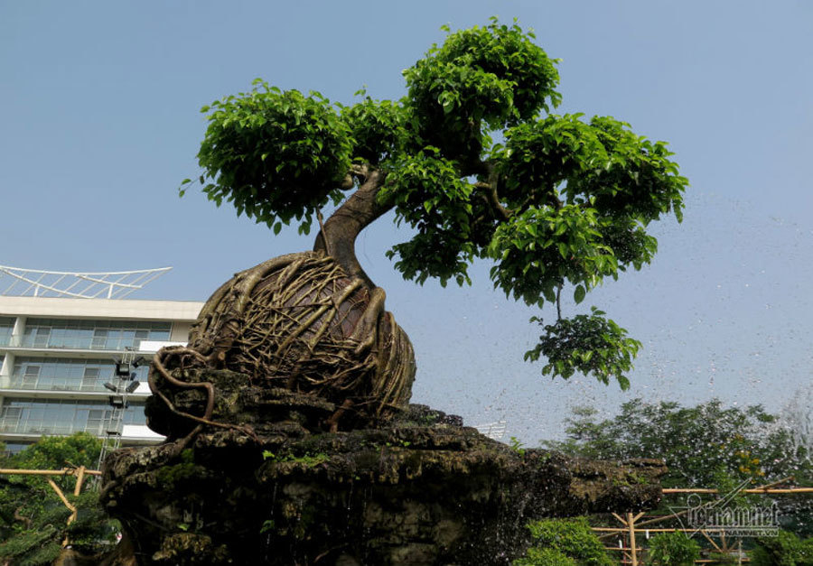Cổ thụ giá 4 tỷ ở 'chợ hoa nhà giàu' Sài Gòn ngày cận Tết Cổ thụ giá 4 tỷ ở 'chợ hoa nhà giàu' Sài Gòn ngày cận Tết