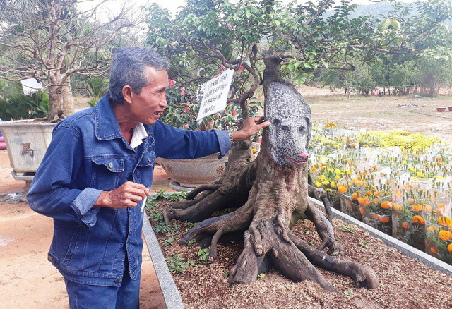 Cây khế cảnh hình chó giá 400 triệu đồng