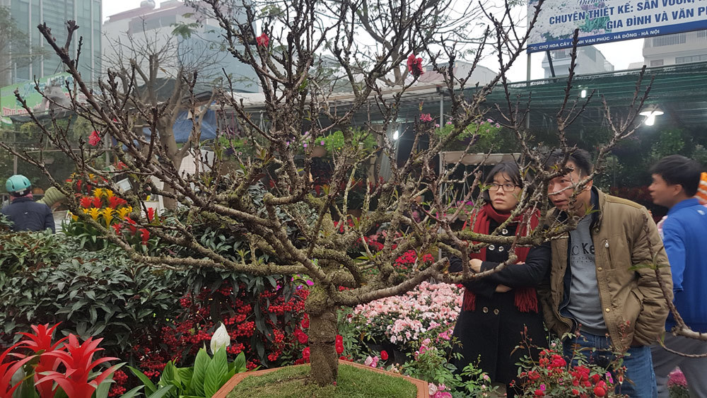 Cây đào đẹp nhất chợ xuân, thách thức dân chơi kỹ tính