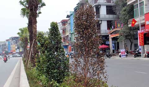 cây chết khô ở Quảng Ninh