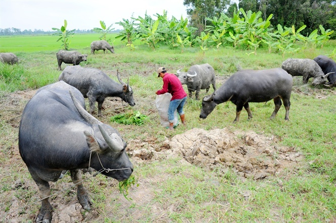 'Đại gia' Hậu Giang: Cưỡi trâu du mục thu 2 tỷ mỗi năm