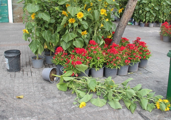 Chợ 30 Tết; Hiu hắt khách mua, chủ hàng đổ hoa xuống sông - ảnh 3 Chợ 30 Tết; Hiu hắt khách mua, chủ hàng đổ hoa xuống sông - ảnh 3