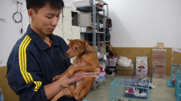 Những người trẻ cứu hàng ngàn chó mèo bị vứt bỏ