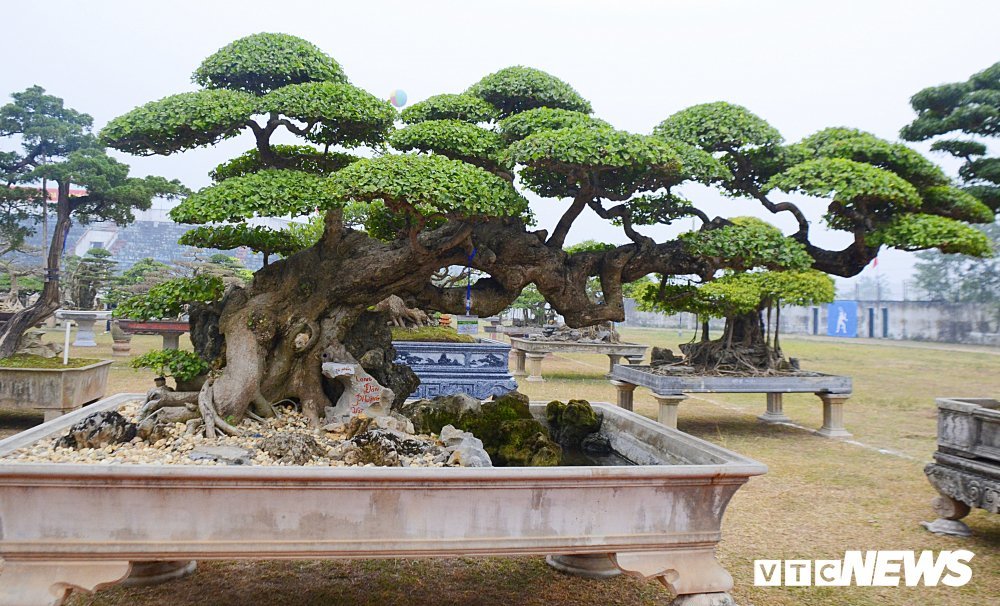 Mãn nhãn với siêu phẩm 'Long đàn Phượng vũ' trị giá trên 2 tỷ đồng