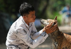 Chủ trại chó Phú Quốc ở Sài Gòn kể chuyện kiếm tiền tỷ từ nuôi chó