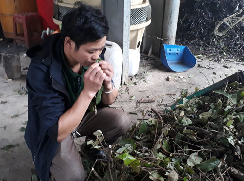 Bí ẩn thùng pơ mu thần dược của Lý Láo Lở