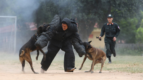 Chuyện chú chó Giôn chỉ sủa khi ngửi đồ của đối tượng duy nhất