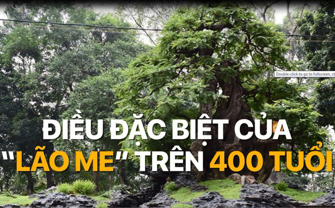 Cặp me 400 tuổi: Giá 1,6 triệu USD ở Sài thành