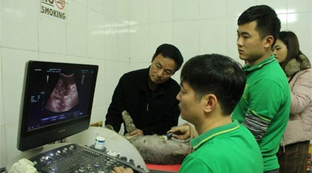 Đỡ đẻ cho chó đêm giao thừa và những câu chuyện 