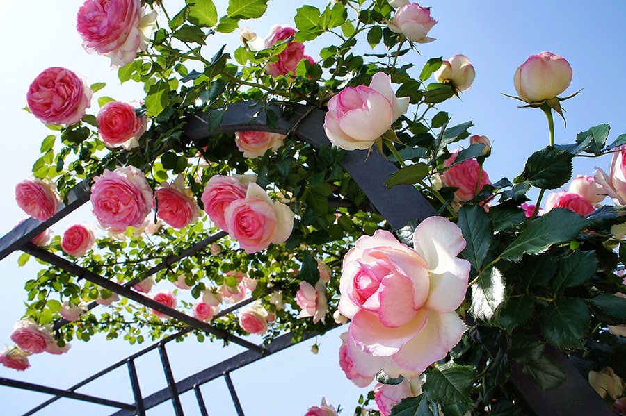 Hơn 1.000 cây hoa hồng Bun-ga-ry sắp xuất hiện ở Hồ Tây
