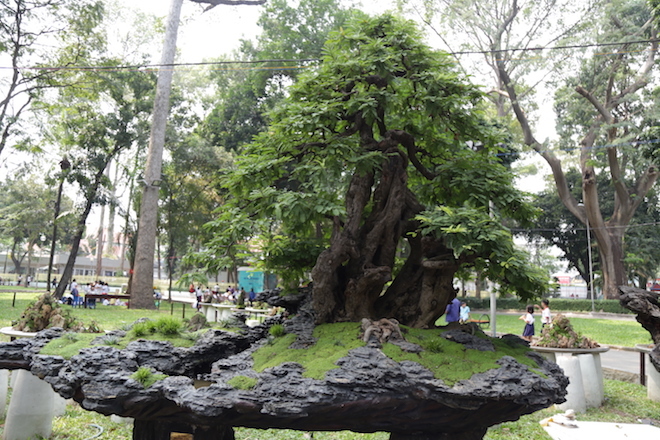 Hai cây me cổ 1,6 triệu USD, con cá rồng gần chục tỷ đồng