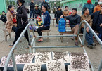 Dân đưa ruồi đến bao vây nhà máy rác ở Hà Tĩnh