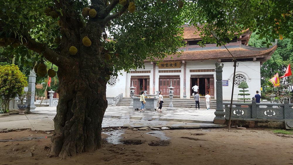 'Giá treo cổ' hàng trăm trâu trắng tế thần ở đền Đông Cuông