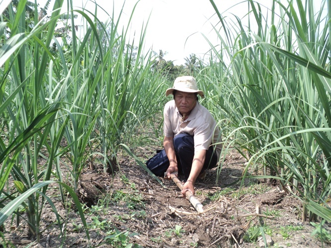 'Ép' mua đường ế cứu nhà máy