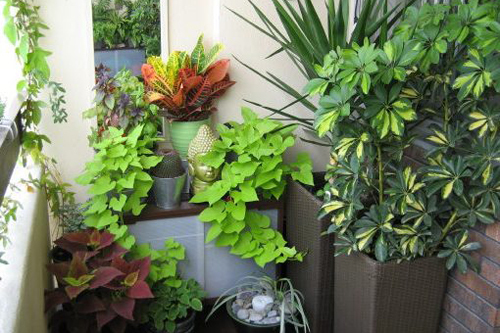 Những điều cần biết khi trồng cây ban công để đẹp và hút tài lộc