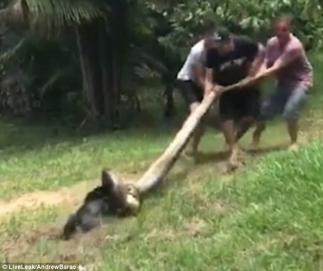 Xem dân làng đánh trăn khổng lồ để cứu chó