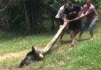 Xem dân làng đánh trăn khổng lồ để cứu chó